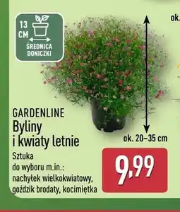 ALDI Byliny i kwiaty letnie GARDENLINE oferta