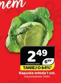 Delfin Kapusta młoda oferta