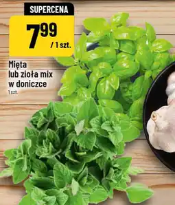 Polomarket Mięta lub zioła mix w doniczce oferta