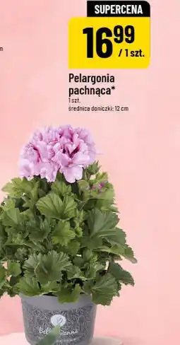 Polomarket Pelargonia pachnąca oferta
