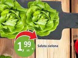 Passa Sałata zielona oferta