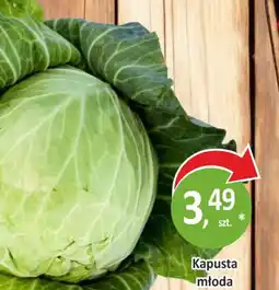 Passa Kapusta młoda oferta