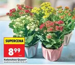 Biedronka Kalanchoe Queen oferta