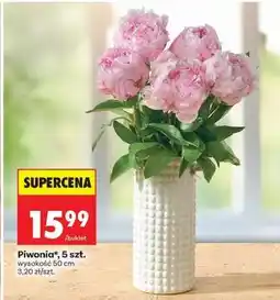 Biedronka Piwonia*, 5 szt oferta