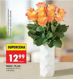 Biedronka Róża 11 szt oferta