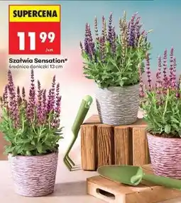 Biedronka Szałwia Sensation oferta