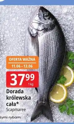 E.Leclerc Dorada królewska cała Scapmaree oferta