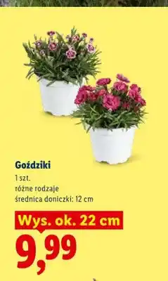 Lidl Goździki oferta