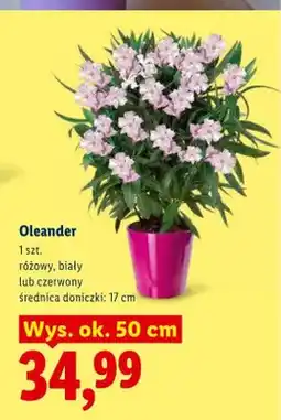 Lidl Oleander oferta