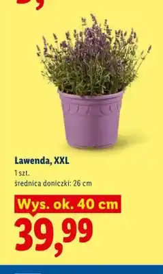 Lidl Lawenda XXL oferta
