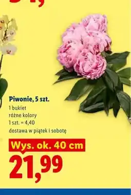 Lidl Piwonie 5-pak oferta