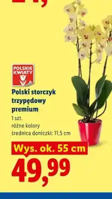 Lidl Polski storczyk trzypędowy premium oferta