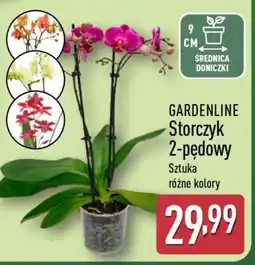 ALDI Storczyk 2-pędowy oferta