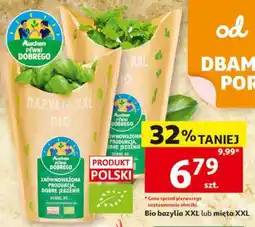Auchan Bio bazylia XXL lub mięta XXL oferta