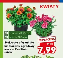 Kaufland Stokrotka afrykańska oferta
