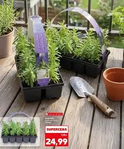 Kaufland Lawenda Ok oferta