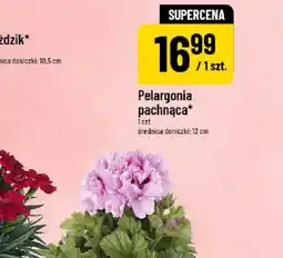 Polomarket Lanna Premium Chusteczki uniwersalne oferta