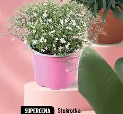 Polomarket Koc piknikowy oferta