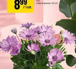 Polomarket Dolina Noteci Karma dla psa oferta