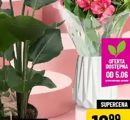 Polomarket You&Home Chusteczki absorbujące kolory oferta