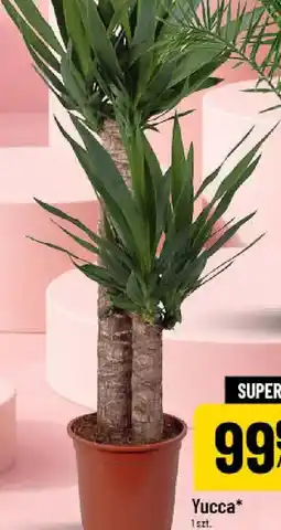 Polomarket Stokrotka afrykańska oferta
