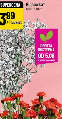 Polomarket Pelargonia pachnąca oferta