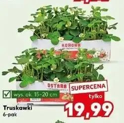 Kaufland Truskawki 6-pak oferta