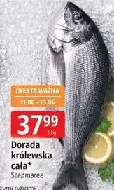 E.Leclerc Dorada Scapmaree oferta
