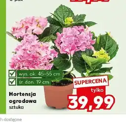 Kaufland Hortensja ogrodowa oferta