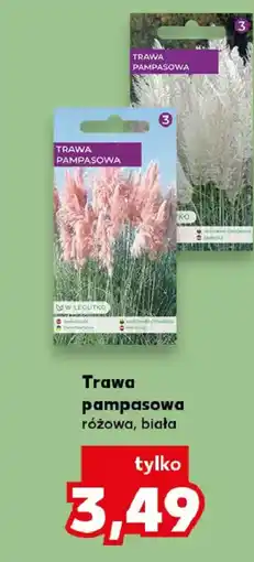 Kaufland W. Legutko Trawa pampasowa oferta