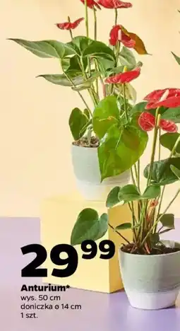 Netto Anturium oferta
