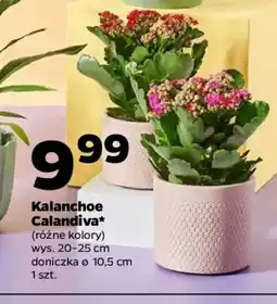 Netto Kalanchoe Calandiva oferta