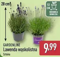 ALDI GARDENLINE Lawenda wąskolistna oferta