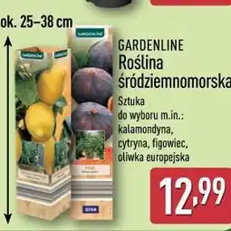 ALDI GARDENLINE Roślina śródziemnomorska oferta