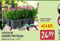 ALDI GARDENLINE Goździki Pink Kisses oferta