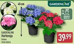 ALDI GARDENLINE Hortensja oferta