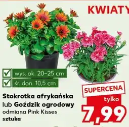 Kaufland Stokrotka afrykańska lub Goździk ogrodowy odmiana Pink Kisses oferta