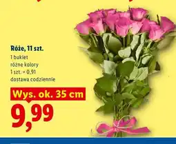 Lidl Róże 11-pak oferta