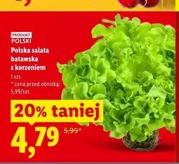 Lidl Polska sałata batawska z korzeniem oferta