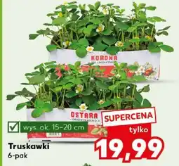 Kaufland Truskawki 6-pak oferta