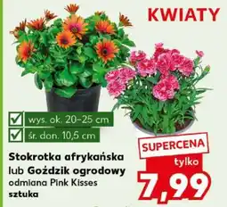 Kaufland Stokrotka afrykańska lub Goździk ogrodowy oferta