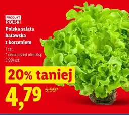 Lidl Polska sałata batawska z korzeniem oferta