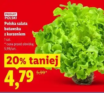 Lidl Polska sałata batawska z korzeniem oferta