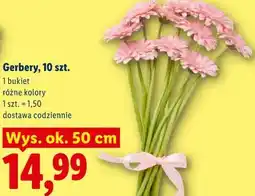 Lidl Gerbery, 10 szt oferta