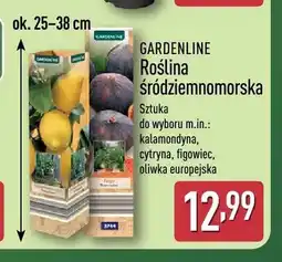 ALDI Roślina śródziemnomorska Gardenline kalamondyna oferta