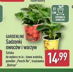 ALDI Sadzonka owoców i warzyw Gardenline kawa arabska oferta