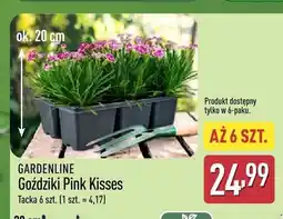 ALDI Goździki Pink Kisses Gardenline 6-pak oferta