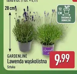 ALDI Lawenda wąskolistna Gardenline oferta