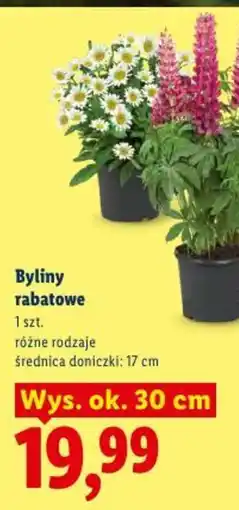Lidl Byliny rabatowe oferta