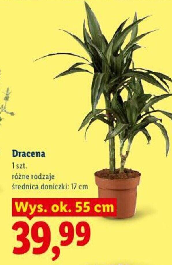 Teraz w promocji w Lidl: Dracena. Kliknij tutaj, aby zobaczy najnisz  cen!